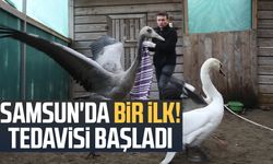 Samsun'da bir ilk! Turna kuşunun tedavisi başladı
