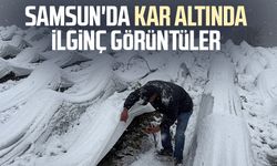 Samsun'da kar altında hasat! İlginç görüntüler