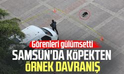 Samsun'da köpekten örnek davranış: Görenleri gülümsetti