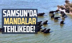 Samsun'da mandalar tehlikede!