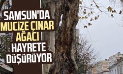 Samsun'da mucize çınar ağacı hayrete düşürüyor