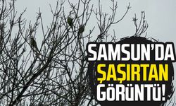 Samsun'da şaşırtan görüntü: Pakistan papağanları mesken tuttu