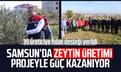 Samsun’da zeytin üretimi projeyle güç kazanıyor