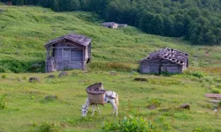 Kavak’ın Mevsim Döngüleriyle Şekillenen Yerel Kültürü