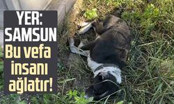 Bu vefa insanı ağlatır: Samsun'da sahibinin mezarında nöbet tutuyor