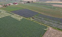 Bafra’da Toprağın Hayatı Belirlediği Bir Düzen