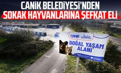 Canik Belediyesi’nden sokak hayvanlarına şefkat eli