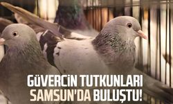 Güvercin tutkunları Samsun'da buluştu!