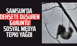Samsun'da vahşet: Kediyi tellerle ağaca astılar