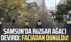 Samsun’da rüzgar ağacı devirdi: Faciadan dönüldü!
