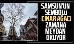 Samsun'da 160 yaşındaki çınar ağacı zamana meydan okuyor