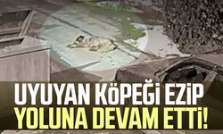 Uyuyan köpeği ezip yoluna devam etti!
