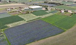 Bafra Ovası’ndan Sofraya: Samsun’un Tarım Hikâyesi