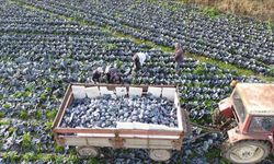 Bafra’da Mevsimlik Tarım Takvimi