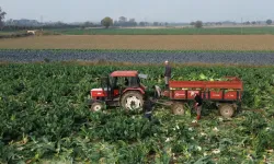 Bafra’da Tarla Yollarının Belirlediği Gün Ritimleri