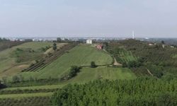 Çarşamba Ovasında Mevsimlik Ürün Rehberi