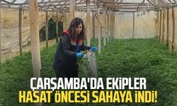 Çarşamba'da ekipler hasat öncesi sahaya indi!