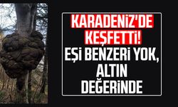 Karadeniz'de keşfetti! Eşi benzeri yok, altın değerinde