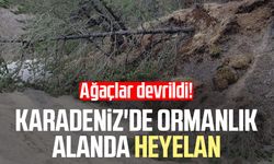 Karadeniz'de ormanlık alanda heyelan: Ağaçlar devrildi!