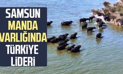 Samsun manda varlığında Türkiye lideri