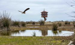 Bafra’da Kızılırmak’la Kurulan Gündelik Düzen