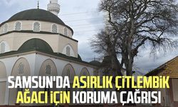 Samsun'da asırlık çitlembik ağacı için 'koruma' çağrısı