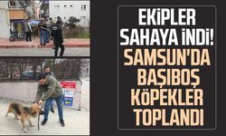 Ekipler sahaya indi! Samsun'da başıboş köpekler toplandı