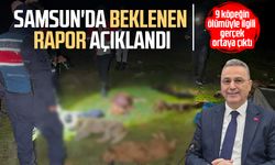 Samsun'da konteynerde bulunan 9 köpekle ilgili rapor açıklandı! İşte ölüm nedenleri