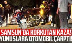 Samsun'da korkutan kaza! Yunuslara otomobil çarptı
