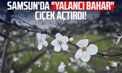 Samsun'da "yalancı bahar" çiçek açtırdı!