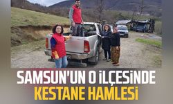 Samsun'un o ilçesinde kestane hamlesi