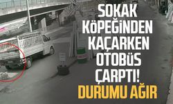 Sokak köpeğinden kaçarken otobüs çarptı! Durumu ağır