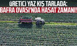 Üretici yaz kış tarlada: Bafra Ovası'nda hasat zamanı!
