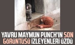 Yavru maymun Punch'ın son görüntüsü izleyenleri üzdü