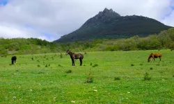 Terme’de Yayla ve Sahil Arasında Bir Gün
