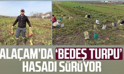 Alaçam’da ‘Bedeş turpu’ hasadı sürüyor