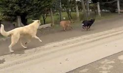Atakum'da başıboş köpek kabusu haberimiz ekipleri harekete geçirdi!