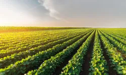 Bafra Ovasında Tarımın Günlük Hayata Etkisi