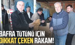 Bafra tütünü için dikkat çeken rakam!
