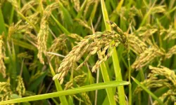 Bafra’da Çeltik Tarlalarından Sofralara Yolculuk