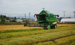 Bafra’da Çeltik Üretimi ve Bölge Ekonomisi