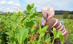 Bafra’da Tarım Kültürü ve Kırsal Yaşam Deneyimi