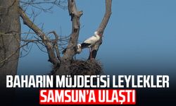 Baharın müjdecisi leylekler Samsun’a ulaştı