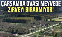 Çarşamba Ovası meyvede zirveyi bırakmıyor!