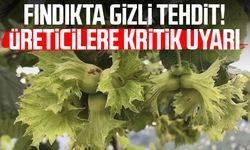 Fındıkta gizli tehdit! Üreticilere kritik uyarı