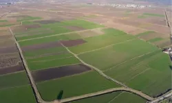 Bafra Ovası’nda Günlük Yaşamın Tarıma Etkisi