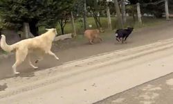 Samsun’da Turgut Özal Yurdu çevresinde başıboş köpek kabusu