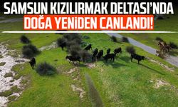 Samsun Kızılırmak Deltası’nda doğa yeniden canlandı!