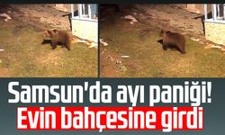 Samsun'da ayı paniği! Evin bahçesine girdi