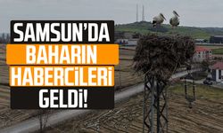 Samsun’da baharın habercileri geldi!